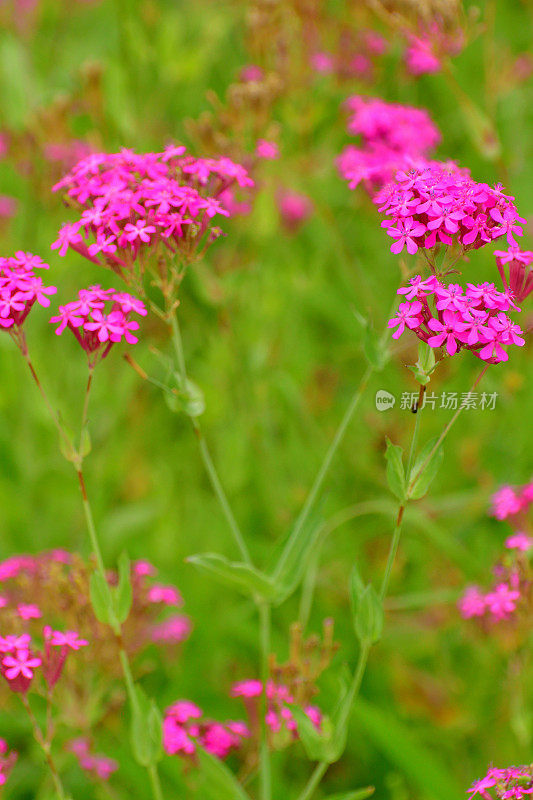 Silene armeria /甜美的William Catchfly:花